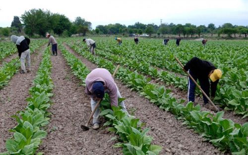 Tabaco: Se acreditó el dinero del Fondo Especial